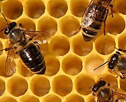 мед, воск, прополис, пакеты пчёл